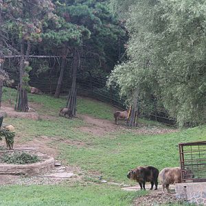 Exhibit of golden takins and sichuan takins