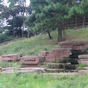 Exhibit of golden takins