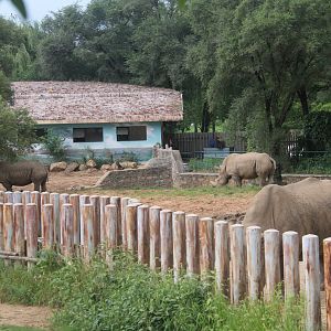 Outdoor exhibit of white rhinos