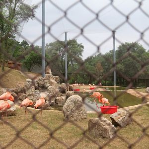 Exhibit of flamingos and ibis(2023)