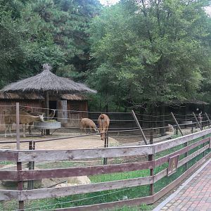 Exhibit of llamas(2021)