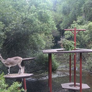 Exhibit of blue sheeps(2021)