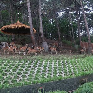 Exhibit of muflons(2021)