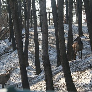 Exhibit of wapitis(February)