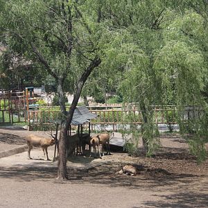 Exhibit of pere david's deers