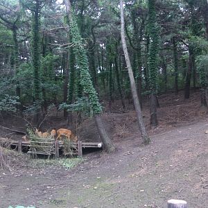 Exhibit of roe deers (2021)