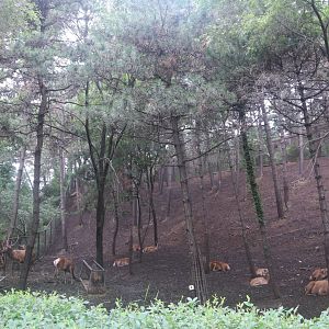 Exhibit of wapitis(2021)