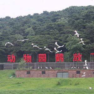 Exhibit of red-crowned cranes