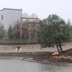 Exhibit of pere david's deers