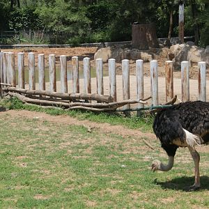Exhibit of common ostrichs-next to rinos