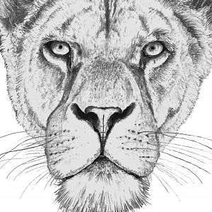 African Lion drawing