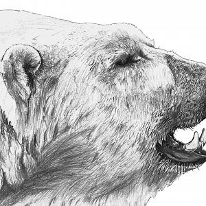 Polar Bear drawing