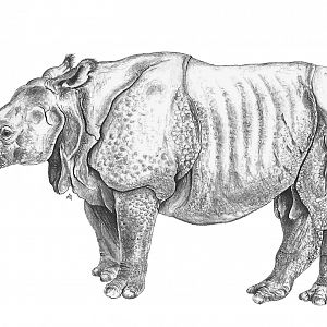 Indian Rhinoceros drawing