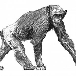 Chimpanzee drawing