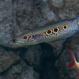 Channa pleurophthalma? - Egzotarium Sosnowiec