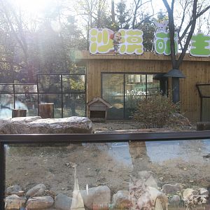 Exhibit of fennec foxes