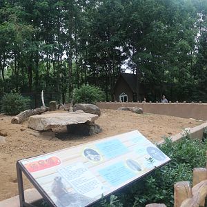 Exhibit of meerkats