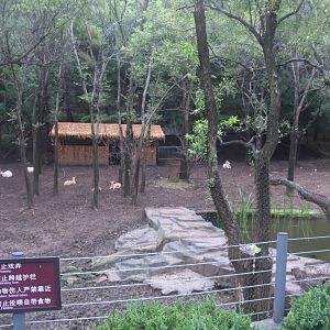 Exhibit of fallow deers