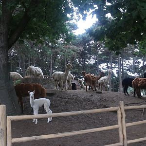 Exhibit of alpacas