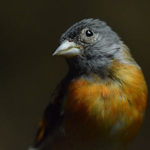 Red siskin