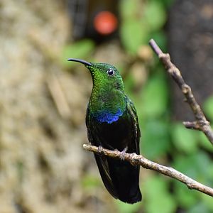 Green-throated carib