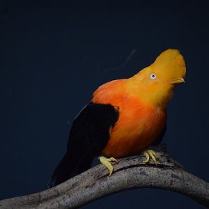 Andean cock-of-the-rock