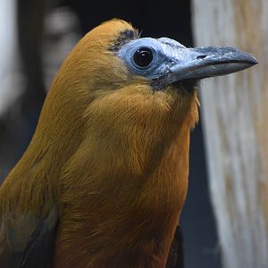 Capuchinbird