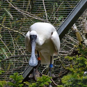Black-faced spoonbill