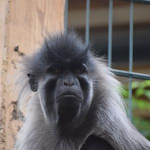 Grey-cheeked mangabey - Parc zoologique de Saint-Martin-la Plaine