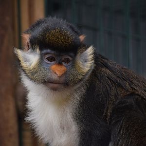Yellow-nosed red-tail guenon - Parc zoologique de Saint-Martin-la-Plaine