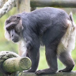 Tonkean macaque - Parc zoologique de Saint-Martin-la- Plaine