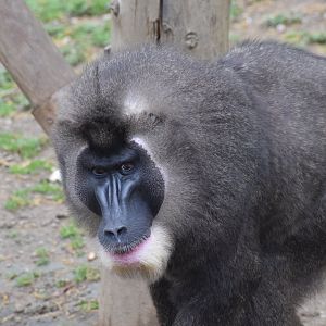 Drill - Parc zoologique de Saint-Martin-la-Plaine
