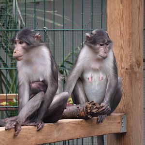 White-collared mangabeys - Parc zoologique de Saint-Martin-la- Plaine