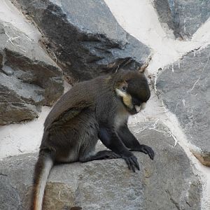 Black-cheeked red-tail monkey - Parc zoologique de Saint-Martin-la-Plaine