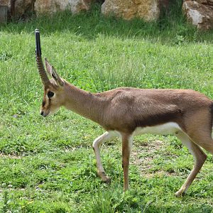Cuvier's gazelle
