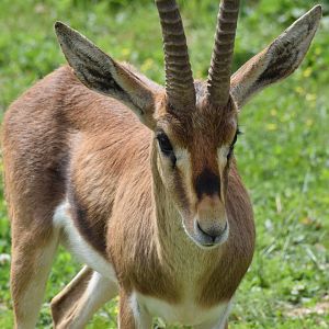 Cuvier's gazelle
