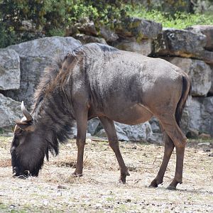Blue wildebeest