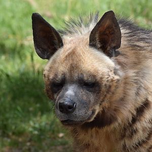 Striped hyena