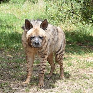 Striped hyena