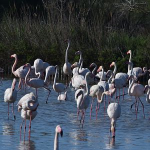 Greater flamingos - Parc Ornithologique de Pont de Gau