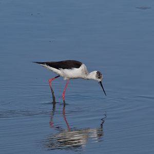 Black stilt - Parc Ornithologique de Pont de Gau