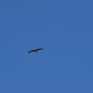 Short-toed snake eagle - Parc Ornithologique de Pont de Gau