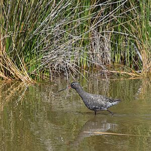 Spotted redshank - Parc Ornithologique de Pont de Gau