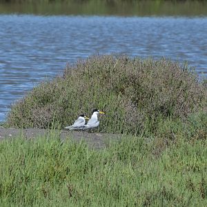 Little tern - Parc Ornithologique de Pont de Gau