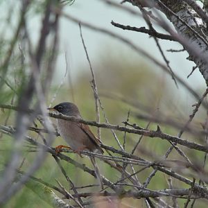 Spectacled warbler - Camarque