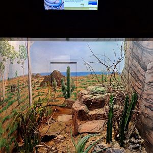 Aruba Island Rattlesnake enclosure
