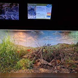 Armenian Viper Terrarium