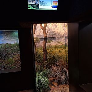 Puff Adder terrarium