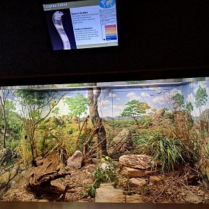 Caspian Cobra enclosure