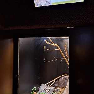 Caucasus Blunt Nosed Viper terrarium